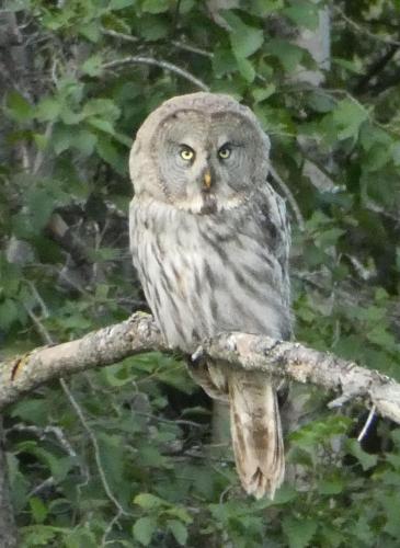 an owl is sitting on a tree branch at Holiday home Hammarstrand 4 persons in Hammarstrand