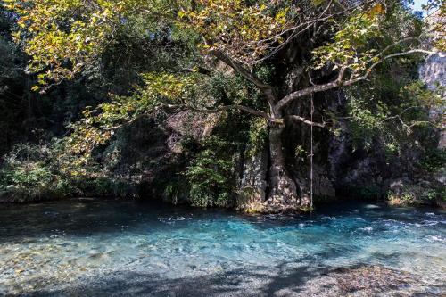 a swing in the water next to a tree at Kanto's Guesthouse in Stemnitsa