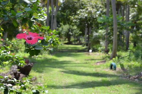 a path in a park with a pink flower at Eco Pousada Paraíso dos Coqueirais in Japaratinga