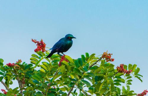 a blue bird perched on top of a tree at Tamba Kuruba Eco-lodge in Folonko