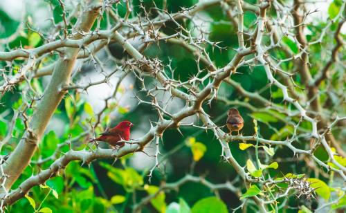 two red birds sitting on a tree branch at Tamba Kuruba Eco-lodge in Folonko
