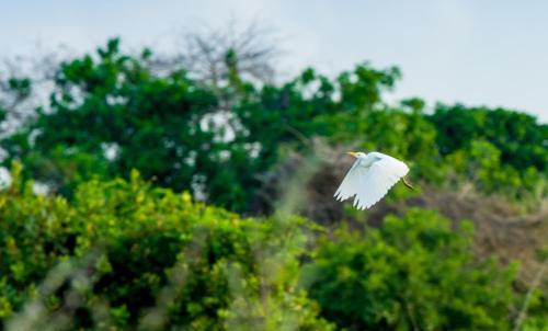 a white bird is flying over some trees at Tamba Kuruba Eco-lodge in Folonko