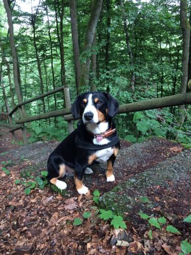 a dog sitting next to a bench in the woods at An den Bergwiesen in Winterberg