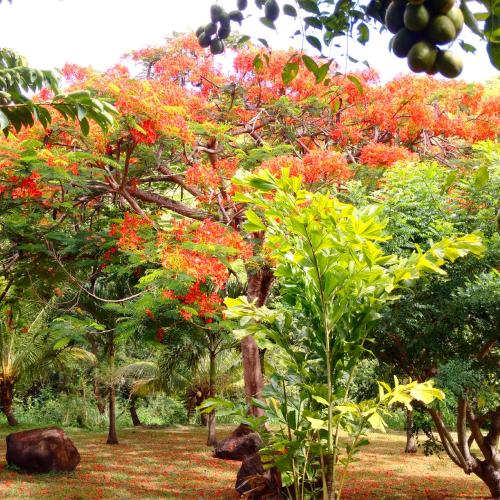 a group of trees with red flowers in a park at Nature Paradise Pool & Spa - Exceptional Secluded Luxury Location in Le Diamant