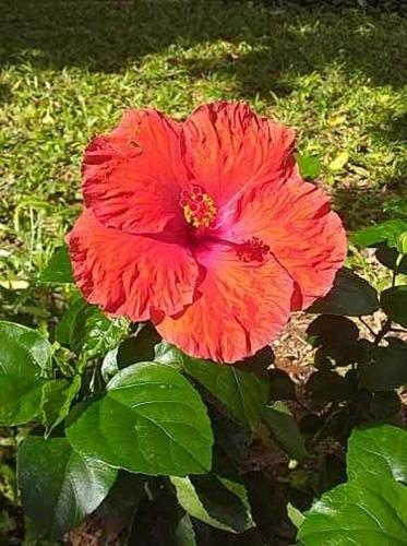 a large red flower in a field of grass at Casa Palagui Colonial in Valladolid