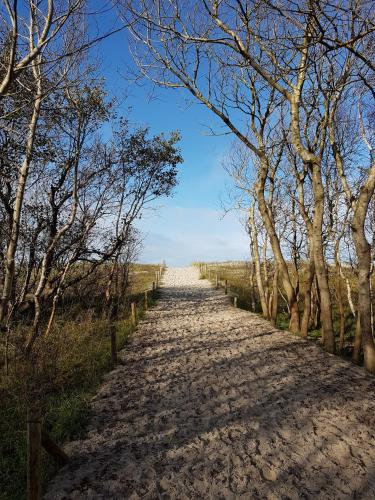 a dirt road with trees on either side at Sonnenstrahl im Küstenwald in Gelbensande