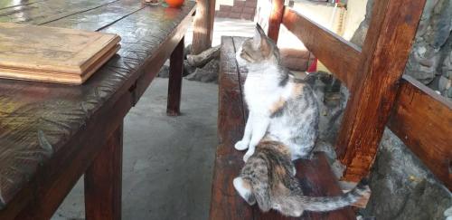 a cat is sitting on a wooden bench at Popock City Center in Yerevan