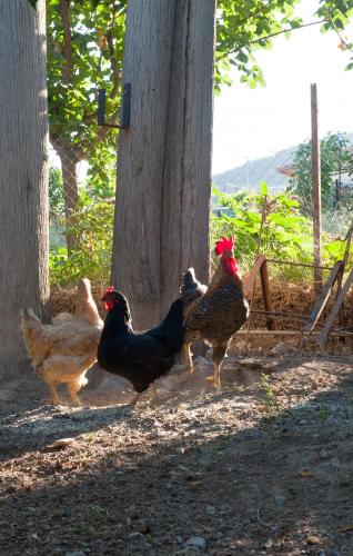 a group of chickens walking around in the yard at Studios Kyparissi & Spa in Tiros