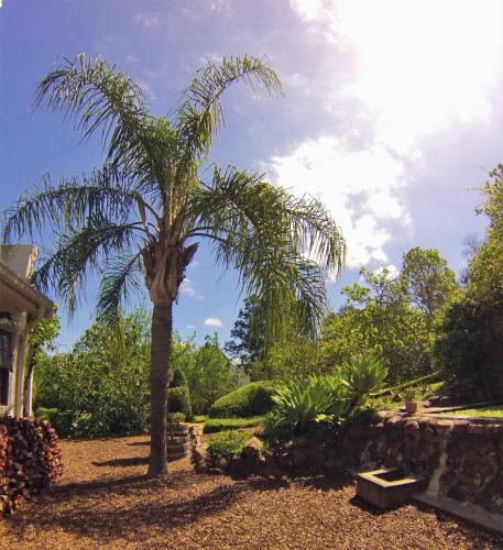 a palm tree in a garden with a building at Swellendam Country Lodge - Guest House - B&B in Swellendam