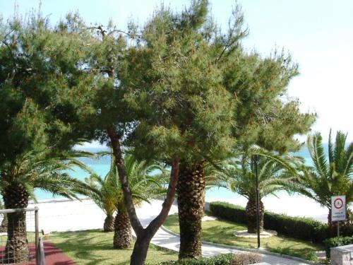 a group of palm trees in front of the beach at Taormina Beach House in Mazzeo