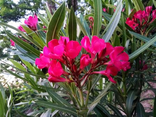 a bunch of pink flowers on a tree at Casolare Toscano in Lorenzana