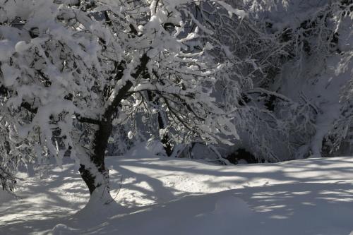 a snow covered tree with its shadow in the snow at Silenzio e Buio in Calizzano