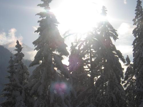 a group of snow covered trees with the sun behind them at Apart Garni Astrada in Kappl