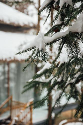 a snow covered pine tree with snow on its needles at Evergreen Retreat-walk to National Forest Park, free pick up service in Zhangjiajie