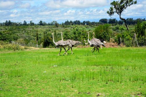 two ostriches walking in a field of grass at Misty Mountain Lodge in Naro Moru