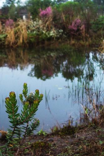 a body of water with a plant in front of it at Tenikwa Wildlife Centre & Spa in Plettenberg Bay