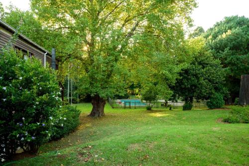 a tree in the middle of a yard at Kings Lodge Hotel in Hogsback