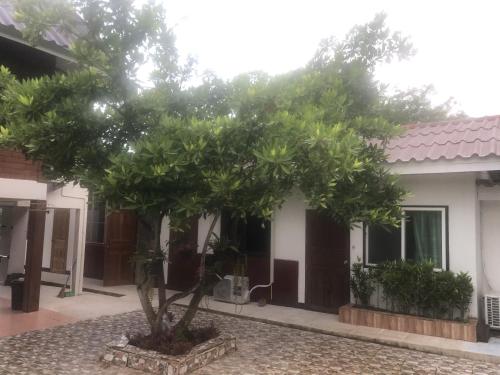 a small tree in front of a building at Pimpa House พิมพาเฮาส์ in Ban Hua Nam Mae Sakut