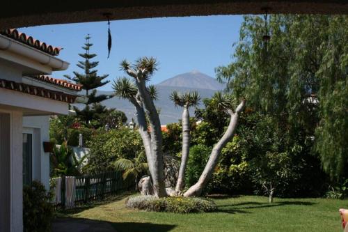 a palm tree in a yard with a house at Villa Dragos in Santa Úrsula