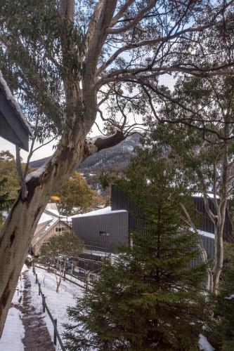 a view of a tree with a building in the background at Pure Chalet Thredbo in Thredbo