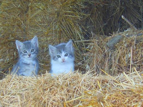 two kittens sitting in a pile of hay at Agriturismo Collomici in Celle sul Rigo