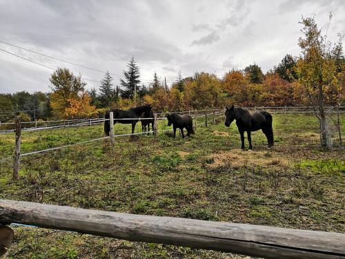 Afbeelding uit fotogalerij van Tenuta I Ginepri in Ozzano dell Emilia