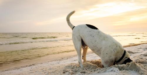 a dog digging in the sand on the beach at Pakhuis 5 in Katwijk aan Zee