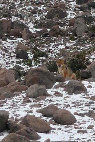 an orange cat sitting on rocks in the snow at Casa de Mármol in Riobamba
