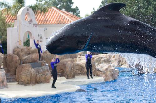 a group of people standing next to a dolphin in the water at GreenTree Inn San Diego Mission Bay in San Diego