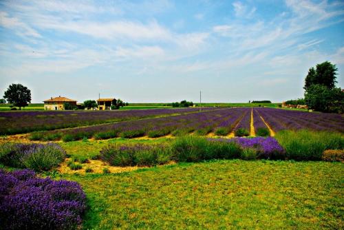 a field of purple flowers in a field at Il Murello in Fiorentina