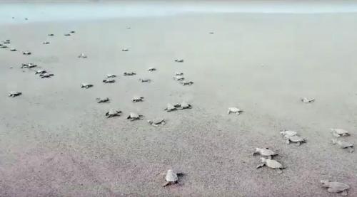 a flock of birds walking on the beach at spirit of jungle lodge in Sámara