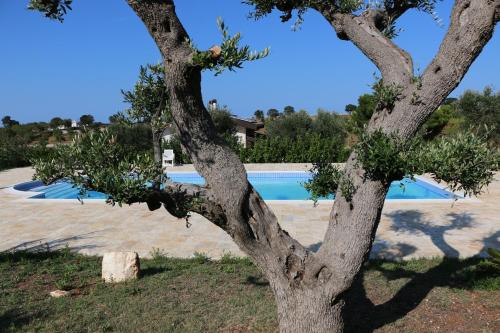 een boom voor een zwembad bij Eremo del Dottó in Alberobello