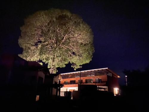 a large tree in front of a building at night at Cabaña Quinta Gaes Spa in Mazamitla