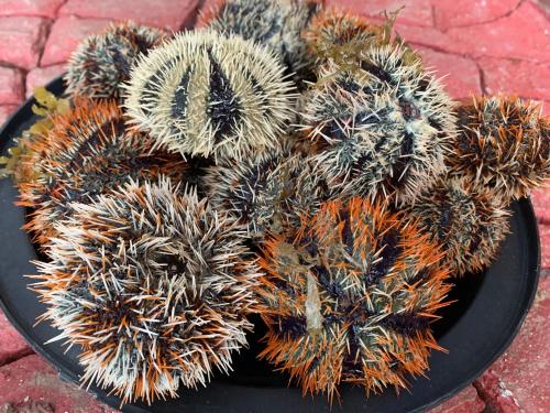 a bunch of prickly plants in a black bowl at Kobe's Beachfront Haven in Siquijor