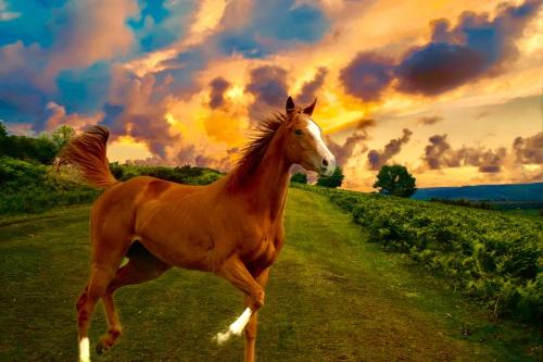 a brown horse running down a dirt road at Holiday Inn Express & Suites Ocala by IHG in Ocala