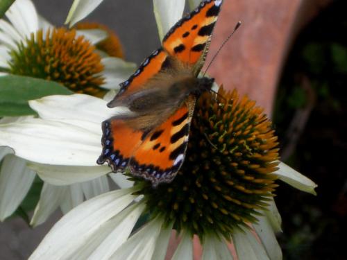 a butterfly is sitting on a white flower at Lieblingsnest Detmold in Detmold