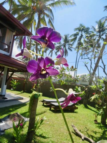 Zahrada ubytování Thoduwawa Beach Villa
