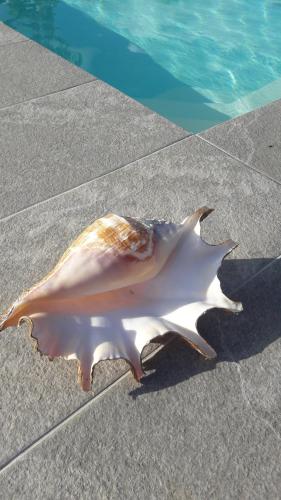 a shell sitting on the ground next to a swimming pool at Jag's villa in Plaine Magnien