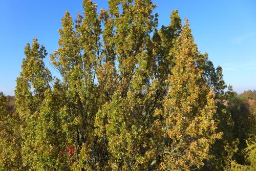 two trees with green leaves in front of a blue sky at Hotel Heidpark in Lüneburg