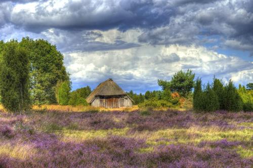 an old barn in a field of purple flowers at Hotel Heidpark in Lüneburg