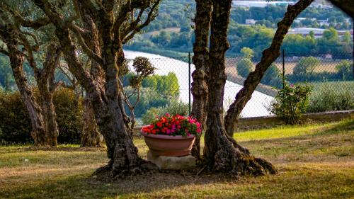 a pot of flowers sitting between two trees at Agriturismo Pascucci in Tolentino