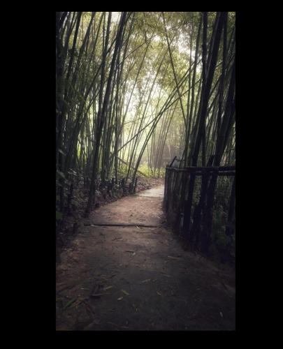 a misty path in a bamboo forest with a fence at Tenam Garden homestay in Kalimpong