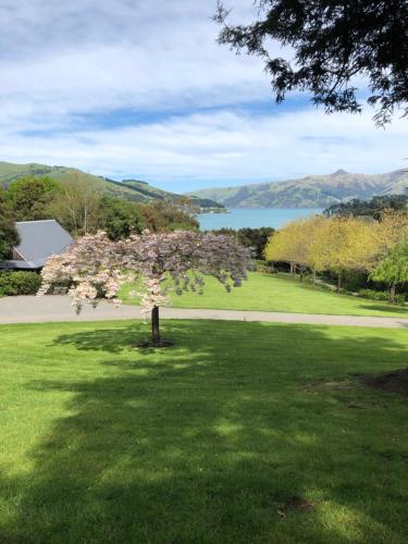 a tree in the middle of a lawn with a lake at Cherrywood Cottage in Akaroa