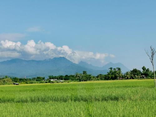 a field of green grass with mountains in the background at Ban Din Resort Chiang Rai in Mae Chan