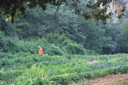 Un jardín fuera de Bio Agriturismo Aia del Tufo