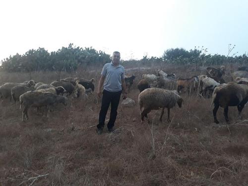 a man standing in a field with a herd of sheep at bedouin guest house in Rūmat Heib