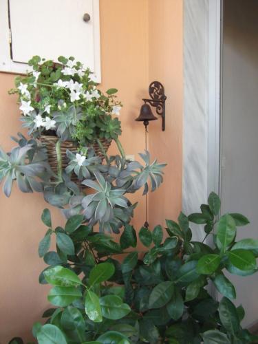 a plant with white flowers in a basket on a wall at LUXURIOUS APPARTMENTS KATERINA in Platamonas