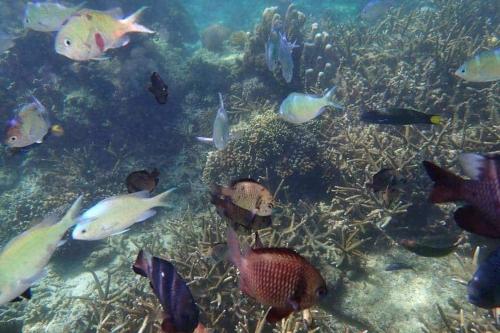 Animaux dans le complexe hôtelier ou à proximité