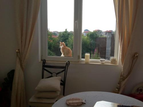 a dog is looking out of a window at Villa Sky Music in Obzor