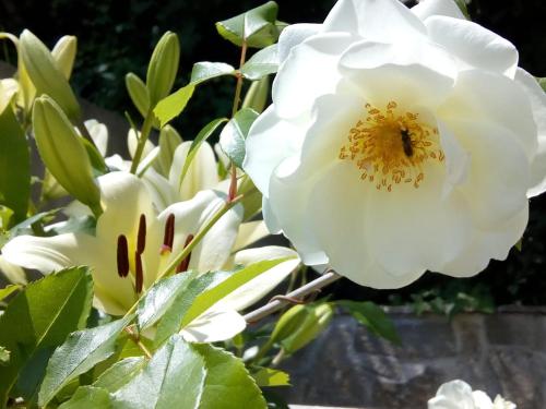 a white rose with a bee on it at Villa Sky Music in Obzor